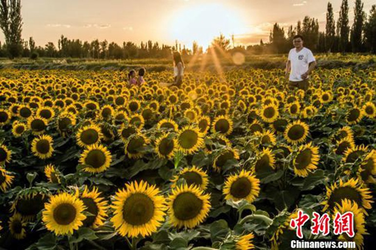 甘肅敦煌盛夏向日葵驚艷醉游人