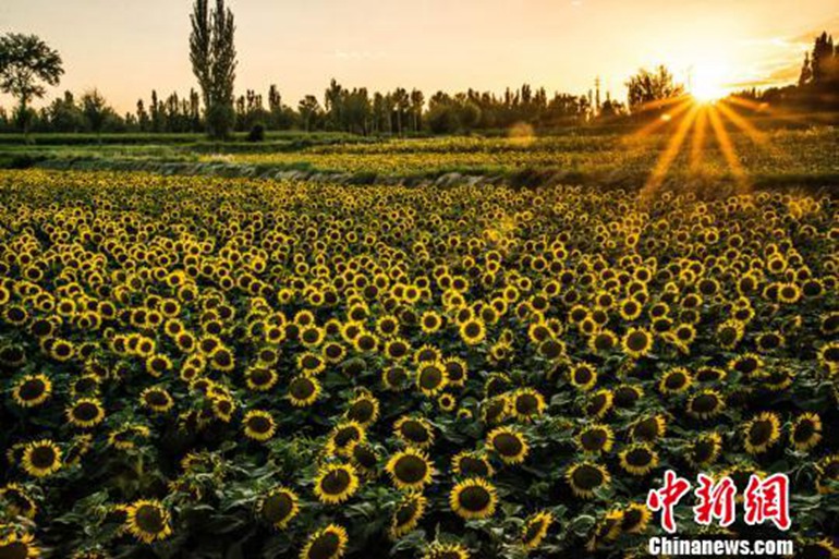 甘肅敦煌盛夏向日葵驚艷醉游人