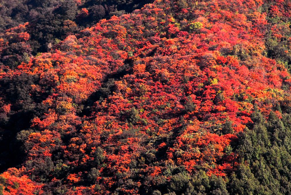 河南豫西大峽谷景區紅透半邊天