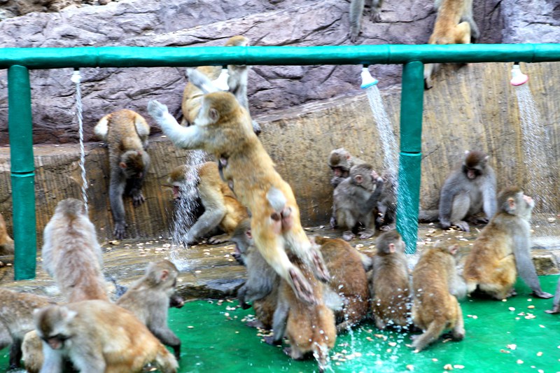 百余野生獼猴集體“耍單杠”練健身洗淋浴消暑