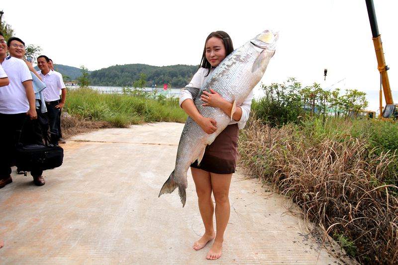 捕魚者布陣捉住一人高“魚王” 上起重機起吊 板車拉走