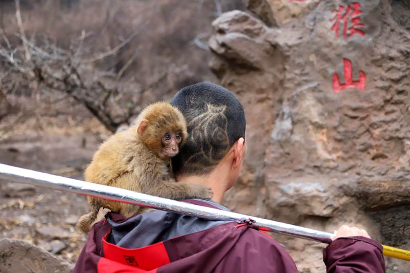 別樣“龍?zhí)ь^”：護(hù)猴人把自己頭發(fā)理成“齊天大圣”