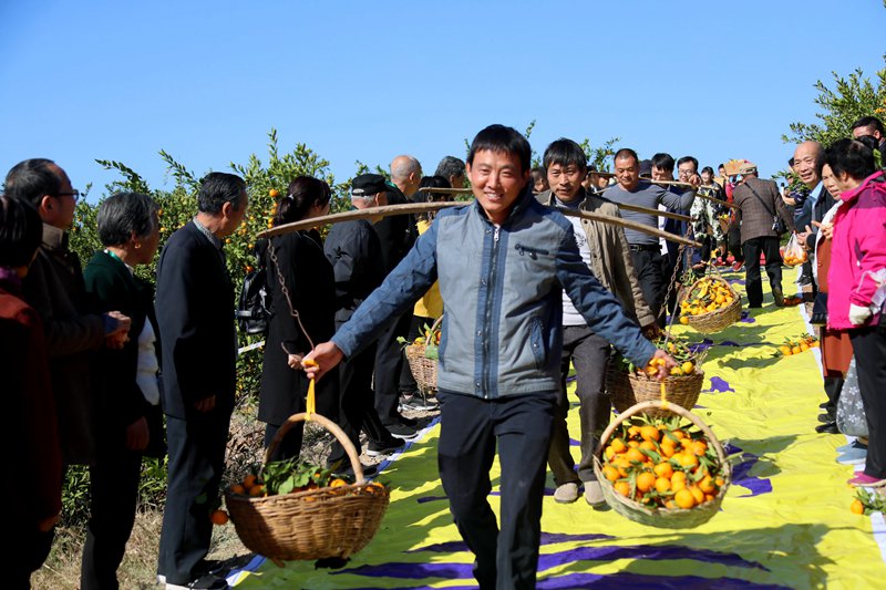 千畝蜜桔大豐收 民眾田間地頭辦運動會慶祝