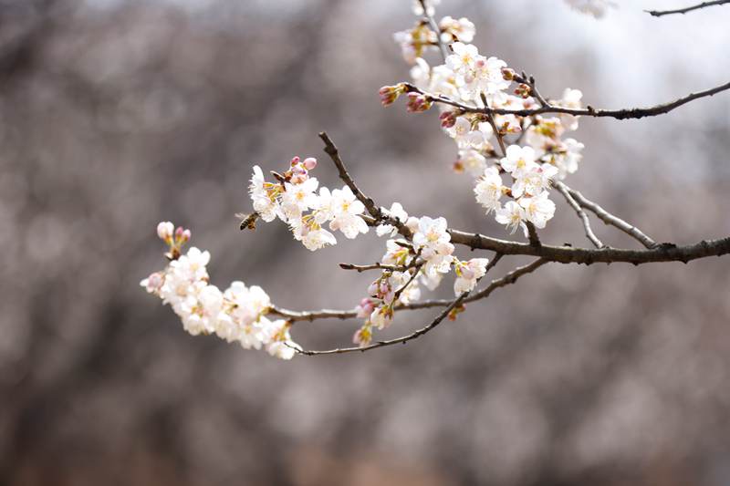 小村三月花正香櫻桃花迎春綻放美成世外桃源